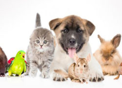 Mascotas1 Mascotas1