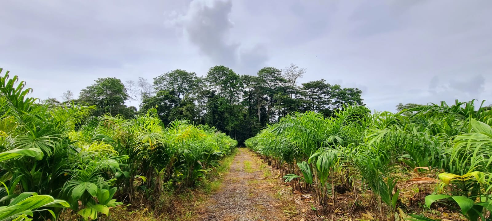 Se Vende Finca en Sarapiquí, Horquetas, Heredia .