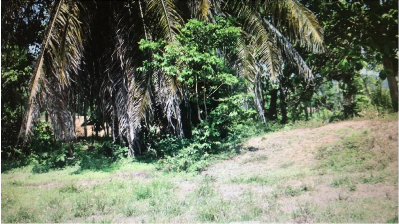 Propiedad en Venta en Matapalo de Quepos - foto 2