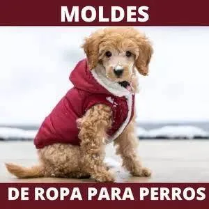 Se ofrece curso para fabricar ropa para perros y mascotas - foto 2