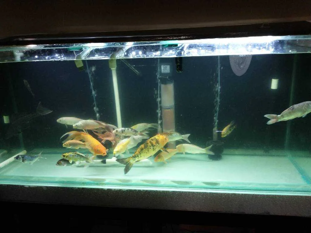Combo de peceras completas y peces - foto 5