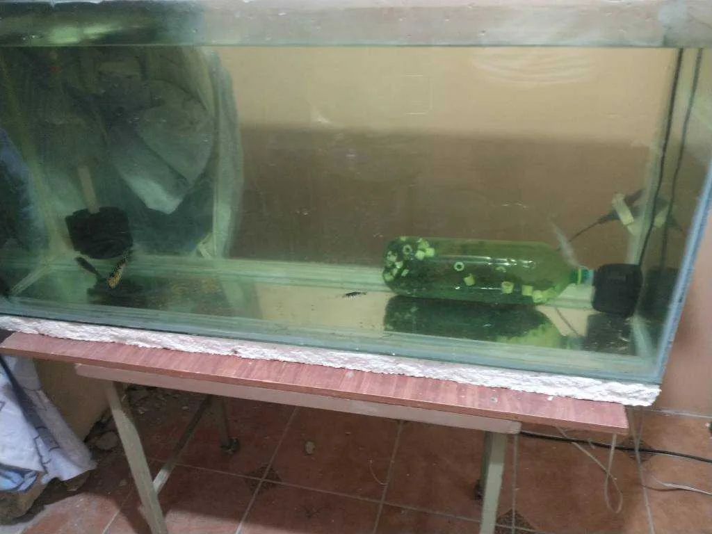Combo de peceras completas y peces - foto 6