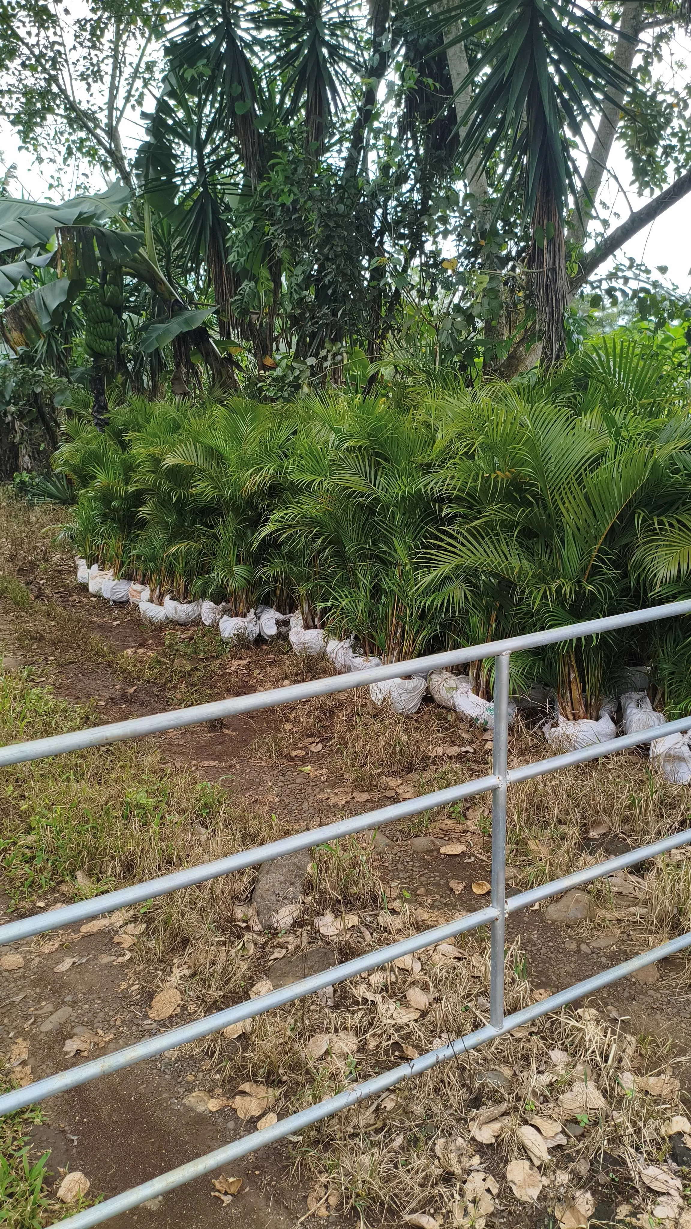 Palmeras y Plantas al por mayor - foto 4