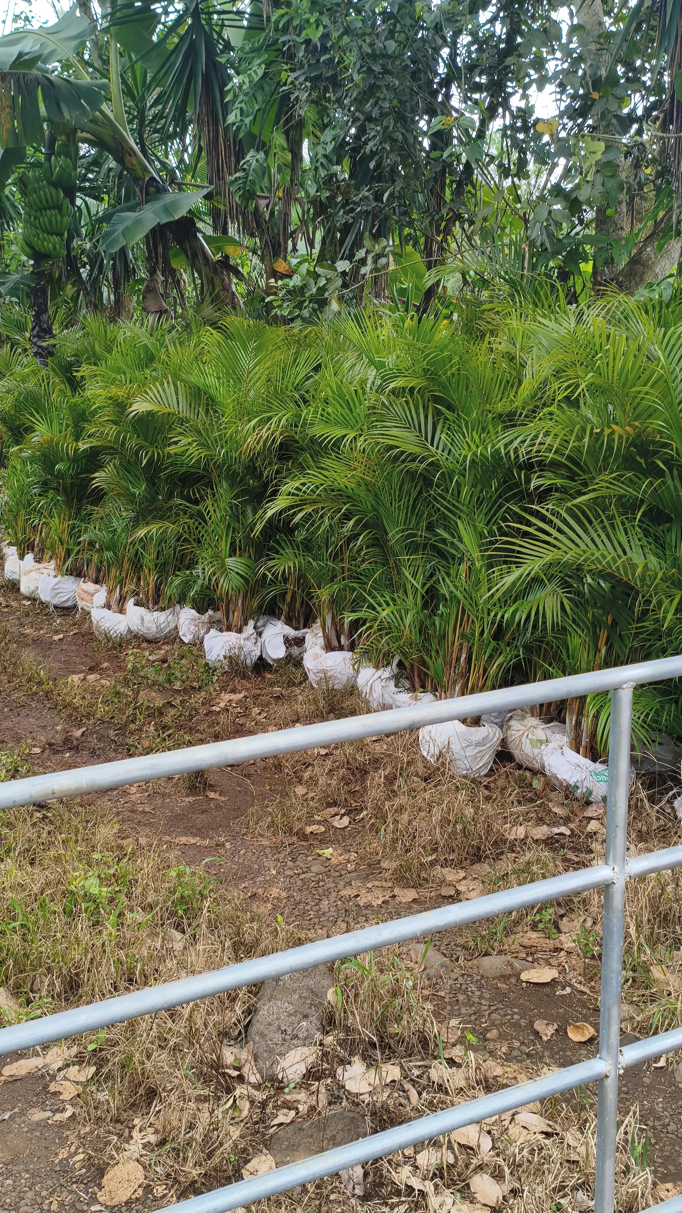 Palmeras y Plantas al por mayor