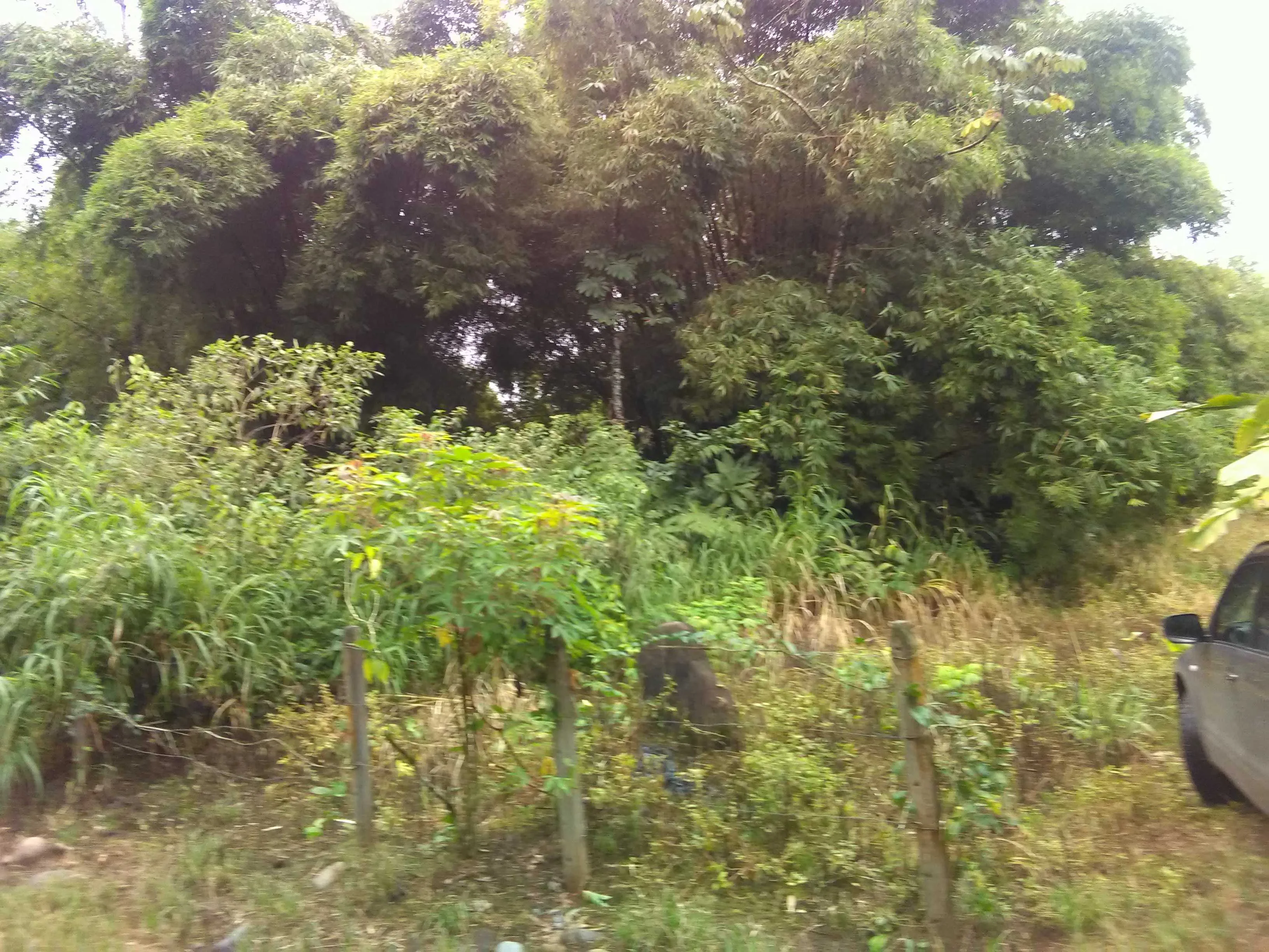 Alquiler de Lote en Sarapiqui, Costa Rica - foto 2
