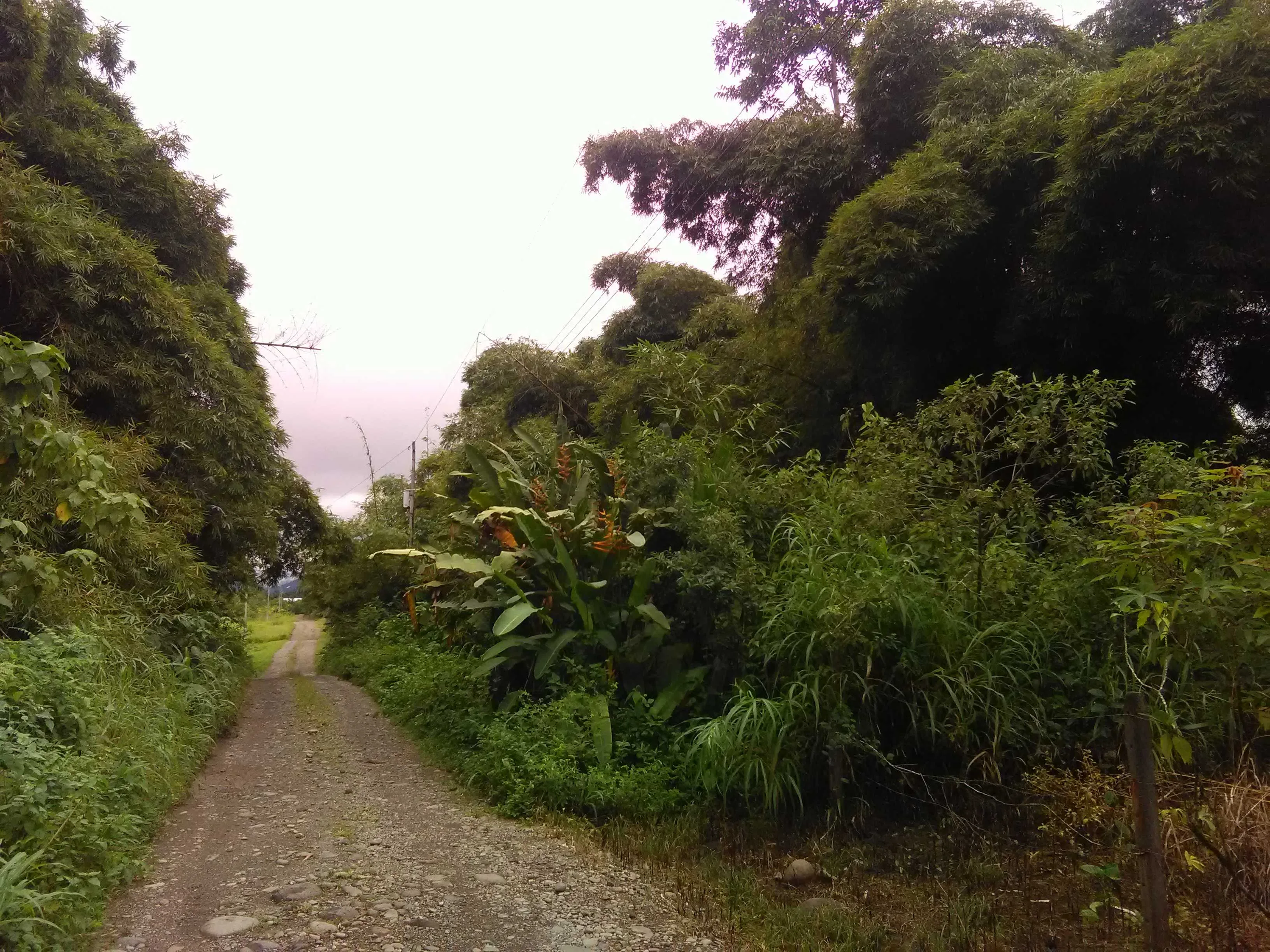 Alquiler de Lote en Sarapiqui, Costa Rica - foto 4