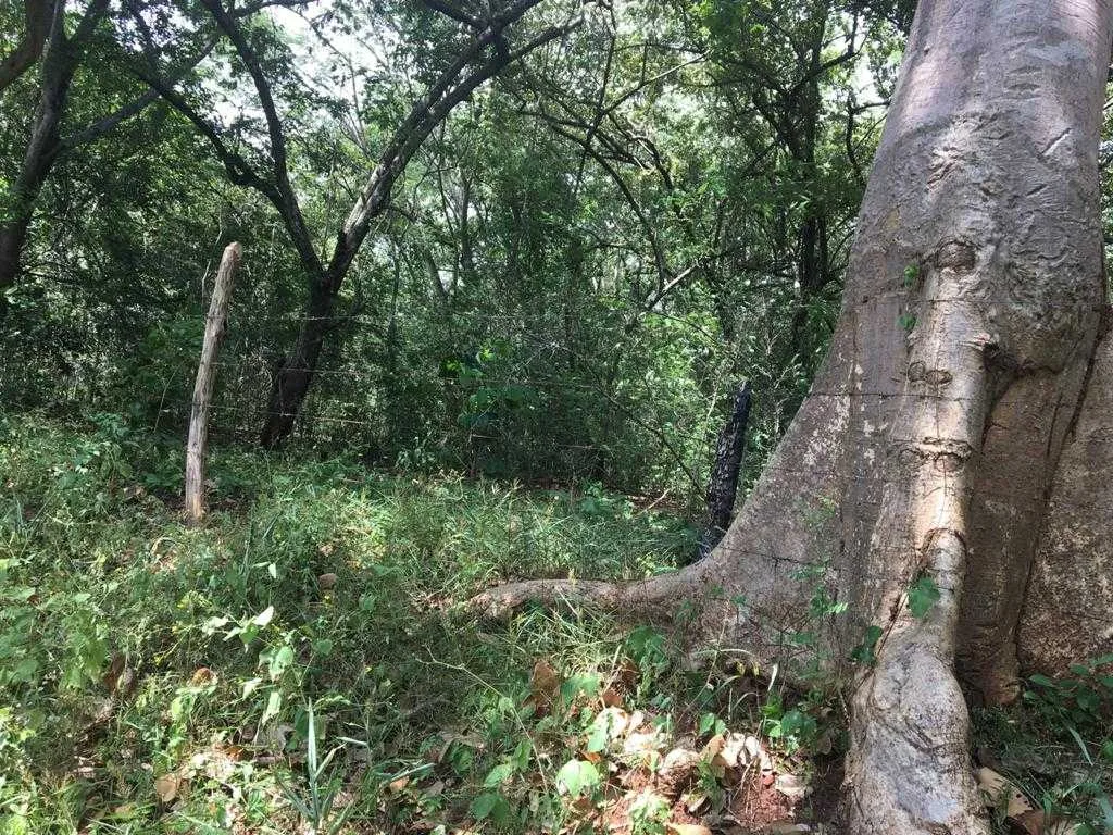 EN GUANACASTE SE VENDE TERRENO 10,4 HAS PARA INVERSIÓN - foto 2