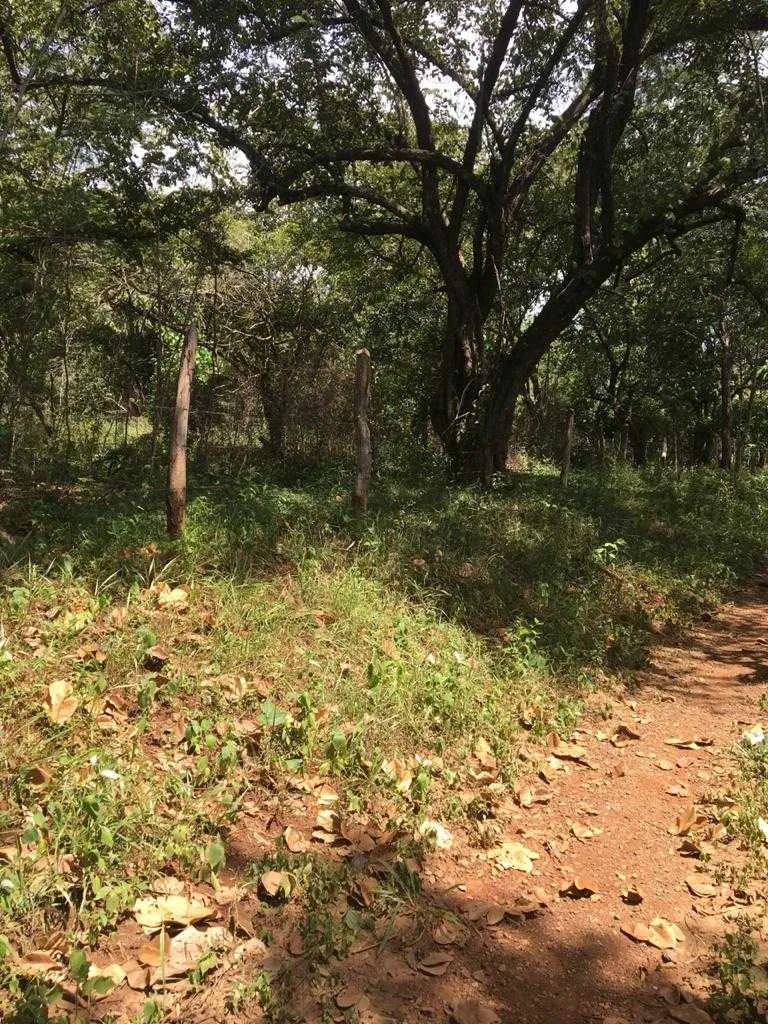 EN GUANACASTE SE VENDE TERRENO 10,4 HAS PARA INVERSIÓN - foto 4