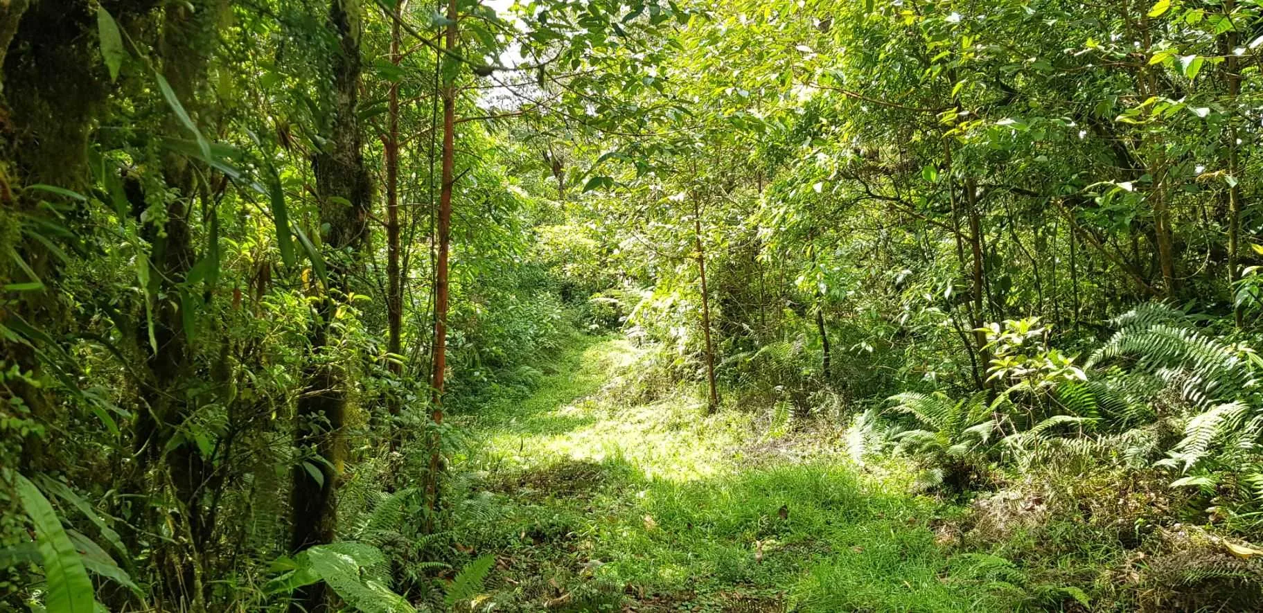 Finca en Venta, Monserrat de Coronado, San José - foto 5