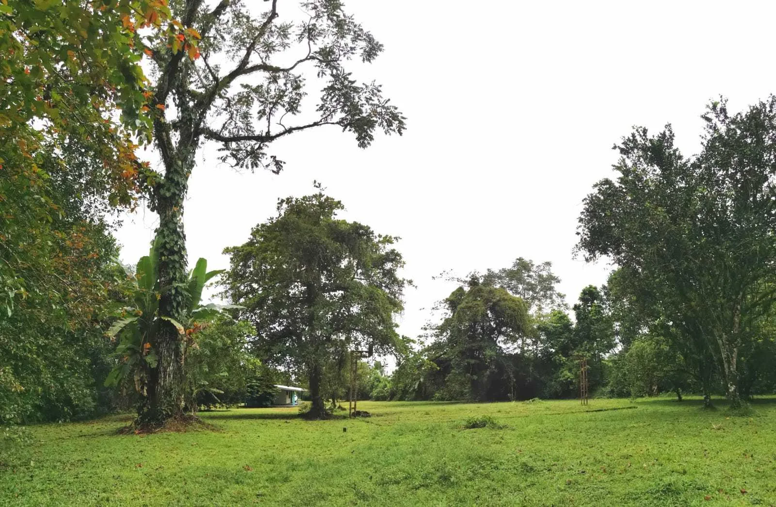 Se Vende Finca en Guácimo de Limón - foto 6