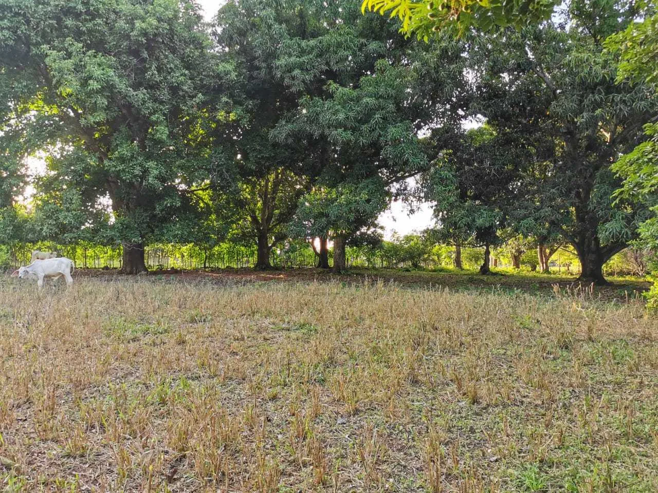 Se Vende Lote, en La Ceiba de Orotina, Alajuela - foto 3