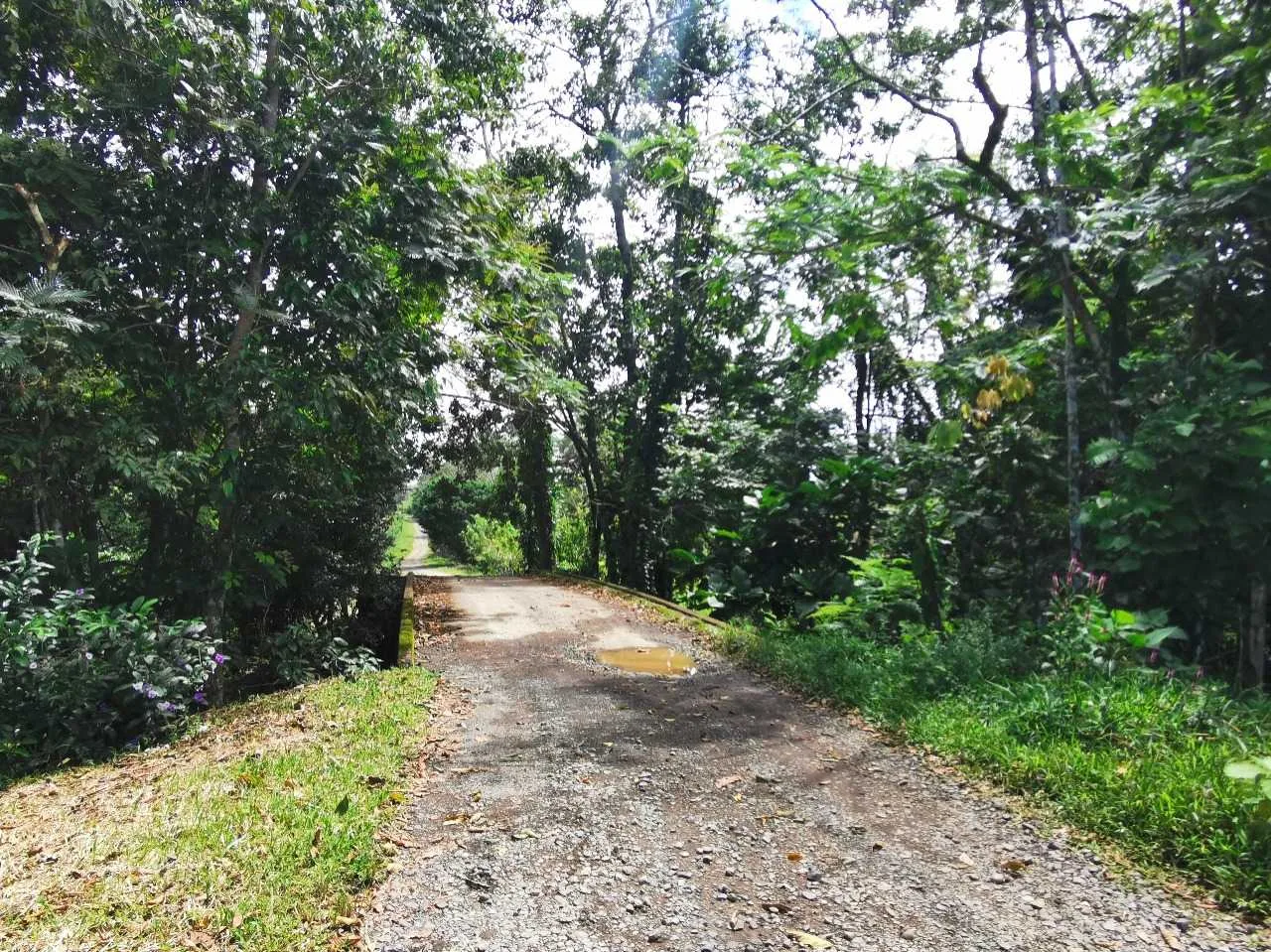 Finca en Venta, Milano, Siquirres, Limón - foto 3