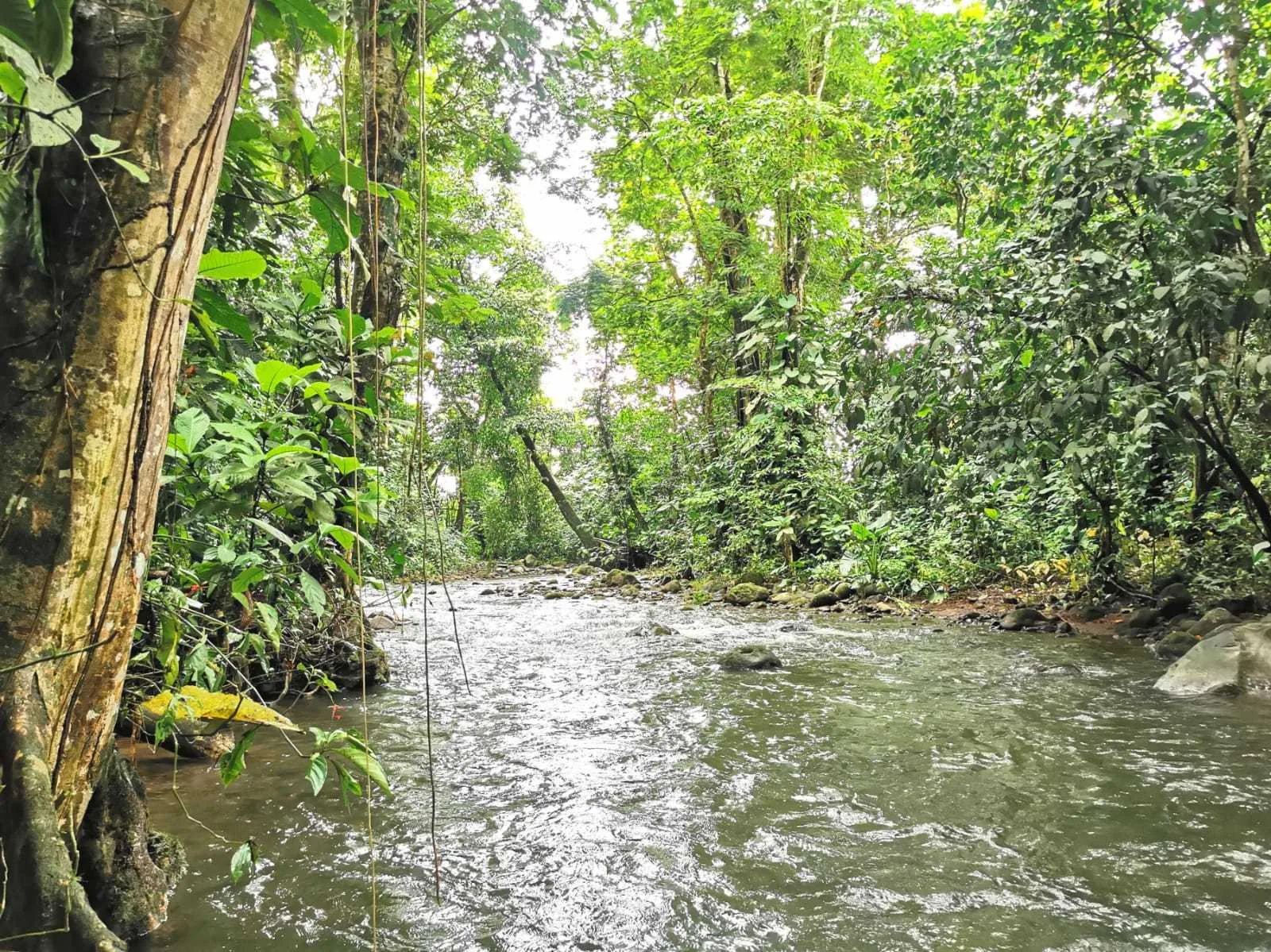 Se Vende Finca en Guácimo de Limón - foto 4