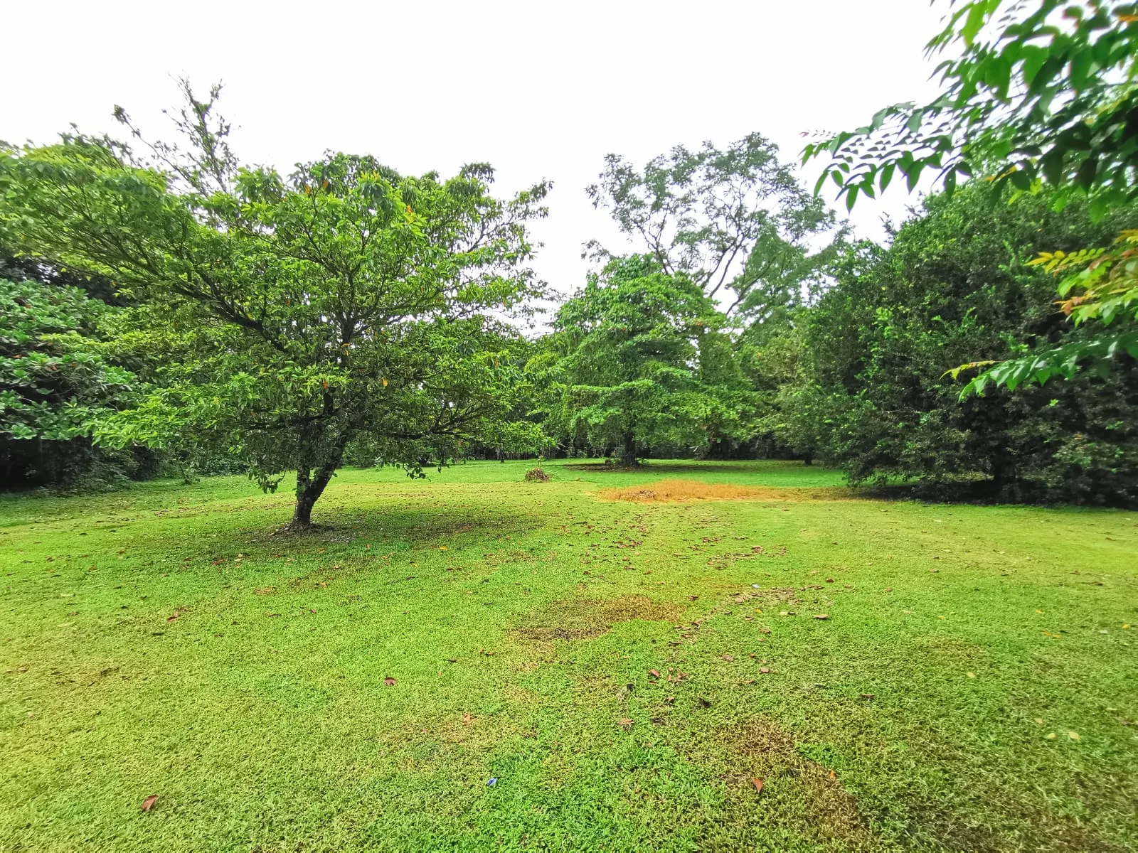 Se Vende Finca en Guácimo de Limón