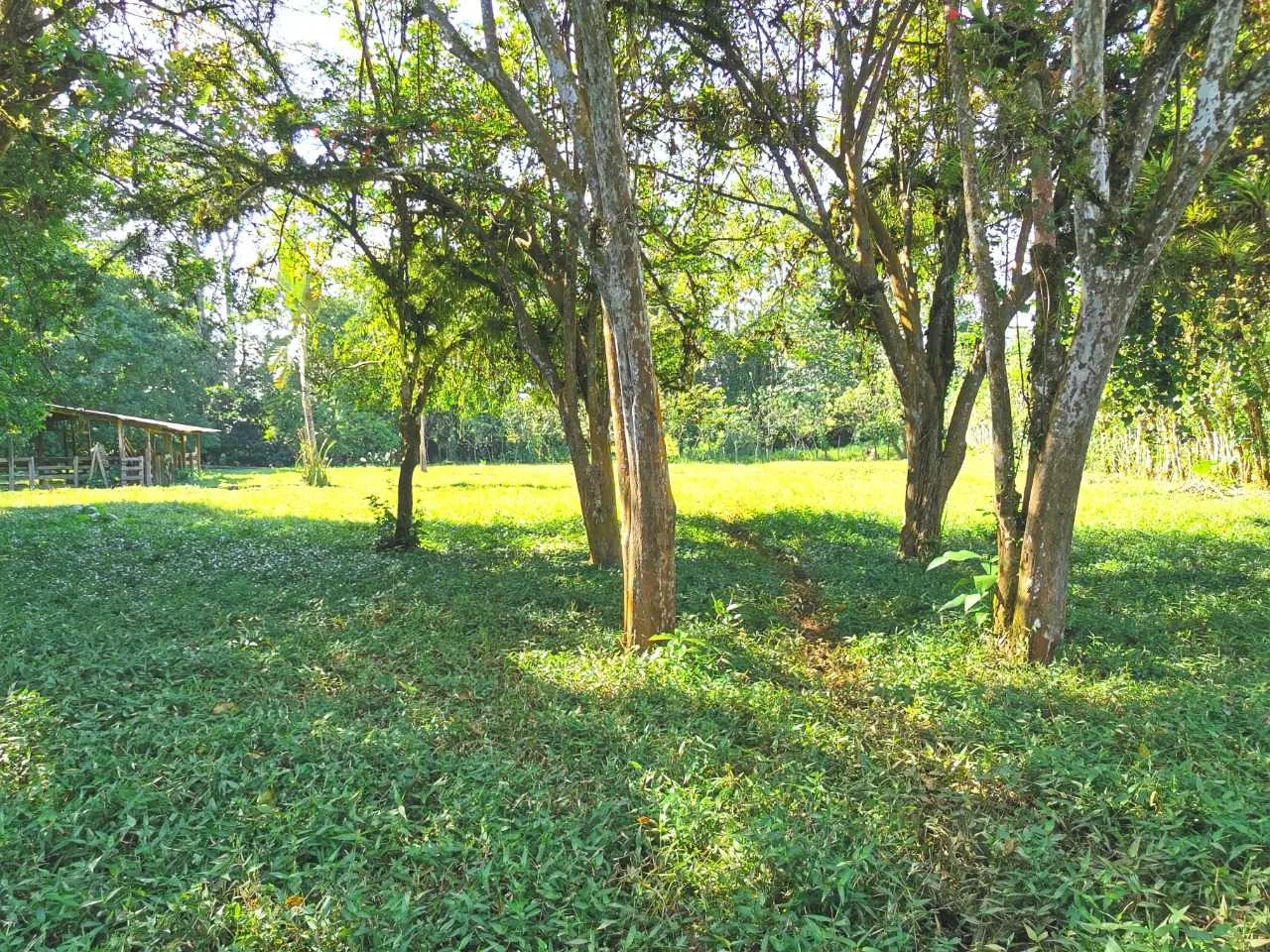 Finca en Venta, Milano, Siquirres, Limón - foto 6