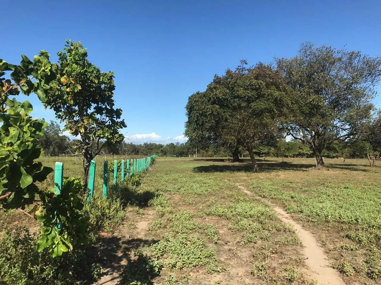 Se Vende Finca, Liberia, Guanacaste. - foto 5