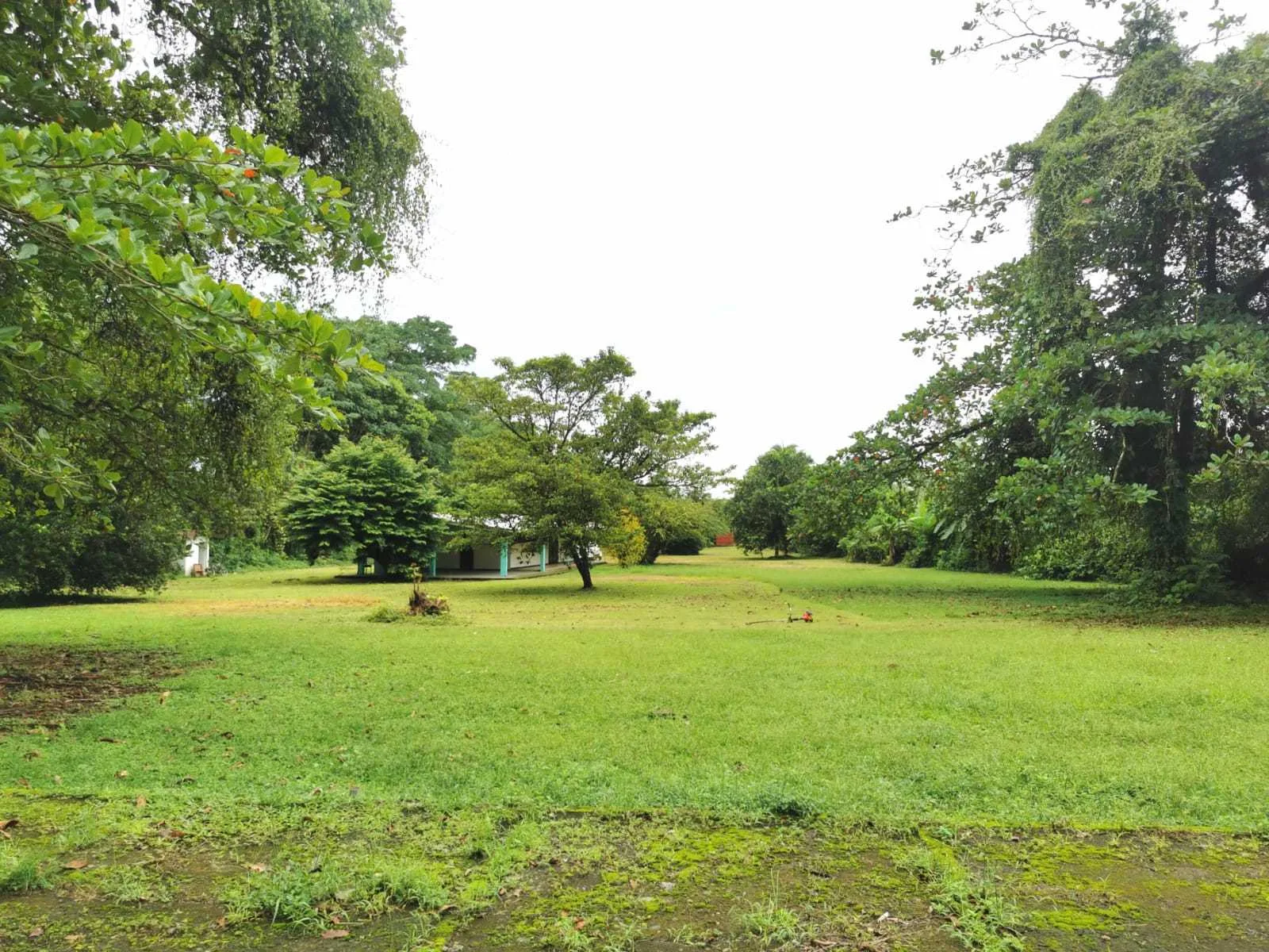 Se Vende Finca en Guácimo de Limón - foto 3