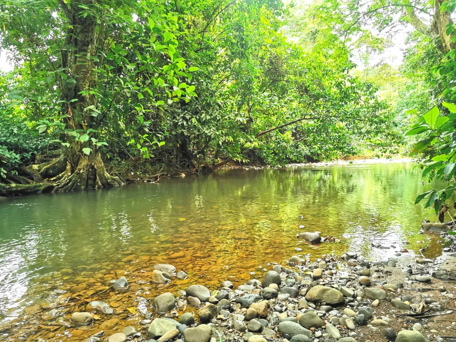Se Vende Finca en Guácimo de Limón - foto 5