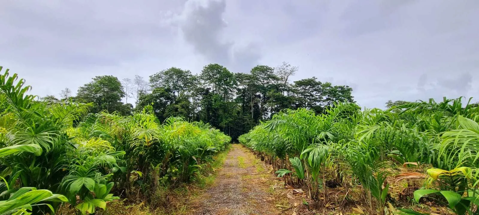 Se Vende Finca en Sarapiquí, Horquetas, Heredia . - foto 2