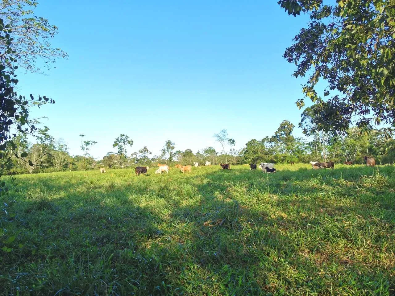Finca en Venta, Milano, Siquirres, Limón - foto 4