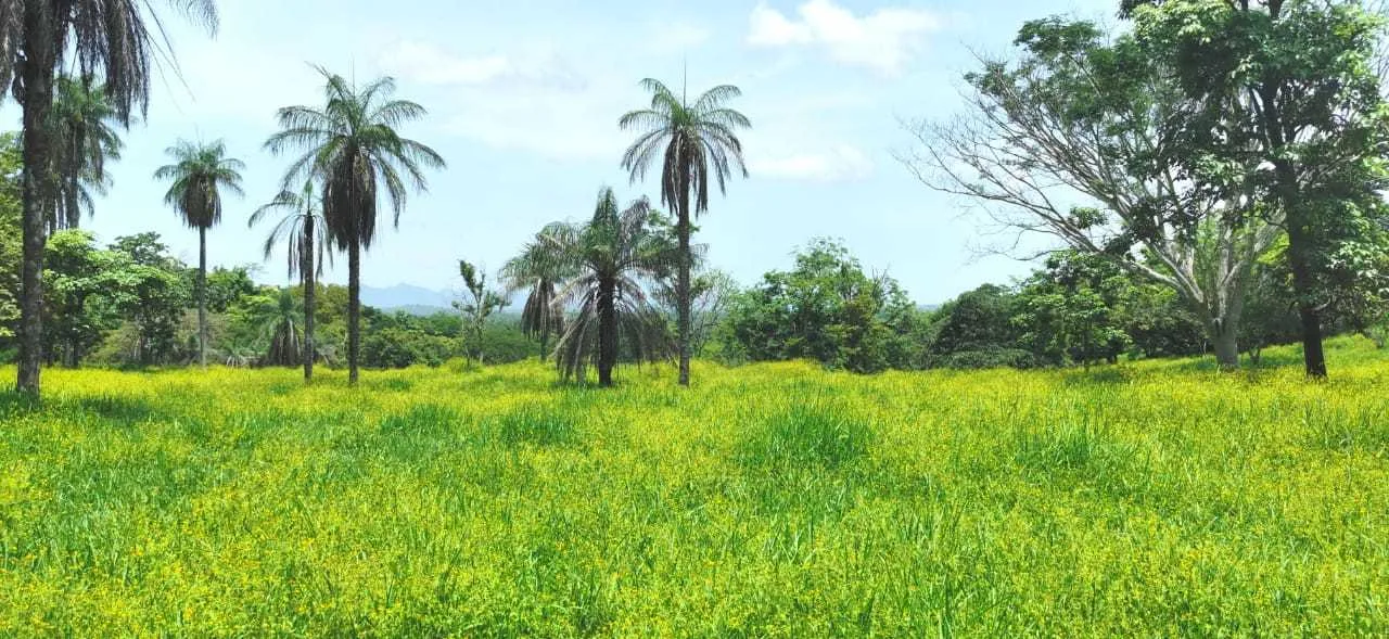 Finca en Venta, Abangares, Guanacaste - foto 5