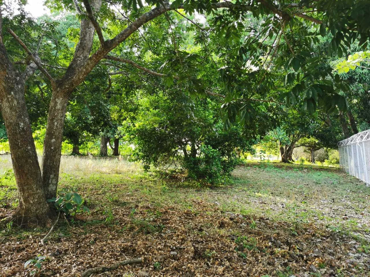 Se Vende Lote, en La Ceiba de Orotina, Alajuela - foto 4