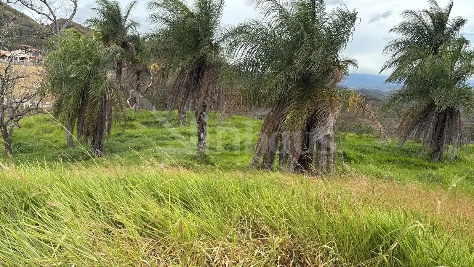 Venta de finca con hermosa vista en zona alta de Atenas Alajuela